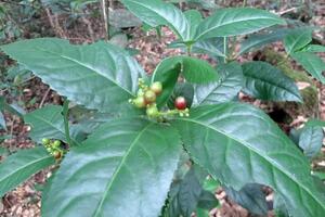 Cây Sói rừng - tiềm năng sáng giá phát triển lâm sản ngoài gỗ