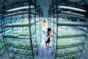 Cấp thiết nhân giống, trồng cây dược liệu