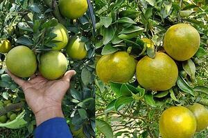 Đặc sản miền Tây rớt giá, cam xoàn, quýt đường chỉ từ 6.000 đồng/kg