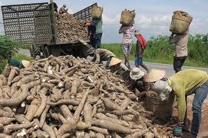 Trung Quốc giảm nhập khẩu sắn lát và tinh bột sắn của Việt Nam