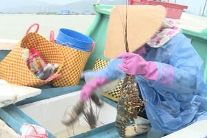 Tôm hùm chết hàng loạt do sốc nước ngọt