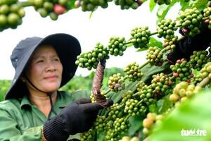 Nhà vườn Tây Nguyên khát nhân công hái cà phê