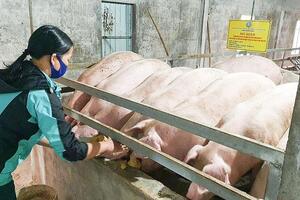 Quảng Trị: Chủ động phòng, chống đói, rét cho đàn vật nuôi