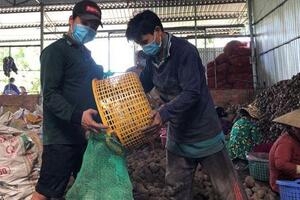 Đầu ra bền vững cho khoai lang