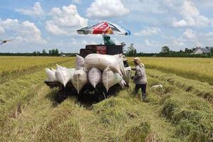 ĐBSCL còn dư gần 2,5 triệu tấn lúa có thể phục vụ cho xuất khẩu