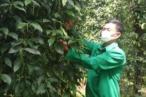 Đi lên nhờ trồng tiêu sạch