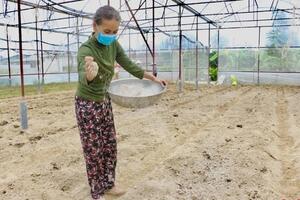 Người trồng hoa Tết “chùng tay” đầu tư nhỏ giọt