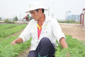 Cà rốt Hải Dương rộng đường xuất ngoại