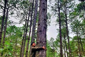 Kỳ vọng cây thông Caribe