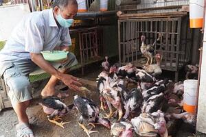 Gà Hồ thuần Việt, sản vật quý từng được ‘tiến Vua’