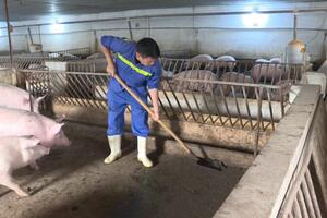 Quảng Ninh: Chống lạm dụng kháng sinh trong chăn nuôi