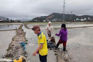 Mưa lớn, Phú Yên mất trắng 3.000 ha lúa vừa gieo sạ