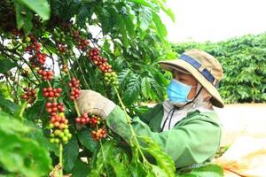 Dự án VnSAT góp phần quan trọng thúc đẩy kinh tế nông nghiệp địa phương
