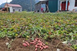 Trồng khoai lang mở hướng thoát nghèo