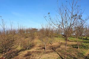 Dân bản phất lên nhờ trồng đào rừng phục vụ “dân phố” chơi Tết