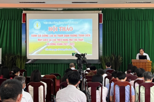 Giống lúa OM344 được bình chọn hạng I với đặc tính vượt trội