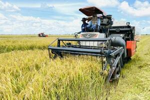 Lúa đông xuân ở ĐBSCL: Lợi nhuận teo tóp!