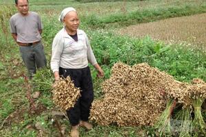 Nông dân Hà Quảng chuyển đổi cây trồng mang lại hiệu quả kinh tế cao