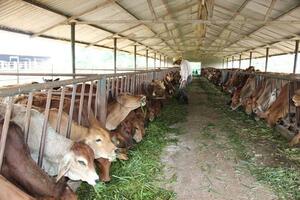 Nghiên cứu tăng hiệu quả của việc chăn nuôi bò
