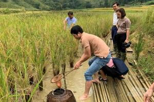 Mô hình cá lúa tạo sinh kế cho hộ nghèo