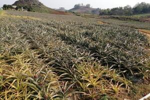 Đà tiến mới của vựa cây ăn quả Sơn La