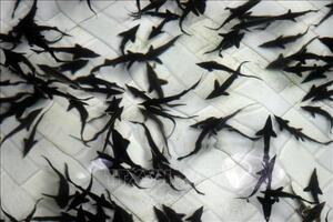 Triển vọng nghề nuôi cá tầm ở Bắc Ninh
