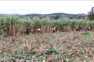 Bảo hiểm giá mía: Cách làm tạo niềm tin ở nông dân, giúp nhà máy ổn định nguồn nguyên liệu