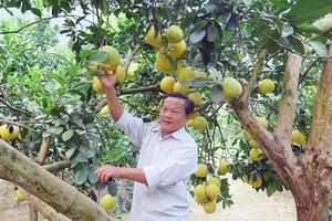 Xây dựng vùng sản xuất hàng hóa phục vụ xuất khẩu