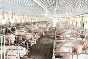 Sát trùng chuồng trại trong chăn nuôi:  Giải pháp an toàn, hiệu quả