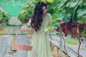 9x Vĩnh Phúc đút túi nửa tỷ đồng mỗi năm nhờ trồng loại cây này