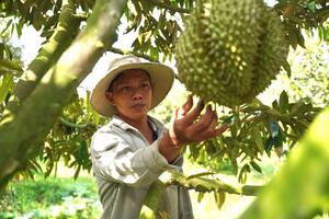 Tân Thạnh: Xây dựng mã số vùng trồng để nâng cao giá trị nông sản