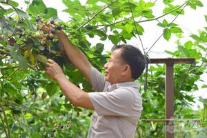 Trồng phúc bồn tử, quả, cành, lá... đều bán bộn tiền