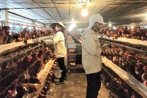 Sớm di dời các cơ sở chăn nuôi ra khỏi khu dân cư