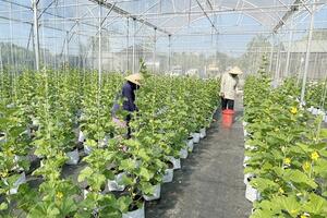 Khuyến nông mở đường cho nông nghiệp công nghệ cao