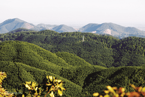 Xã hội hóa trồng rừng, dễ không?