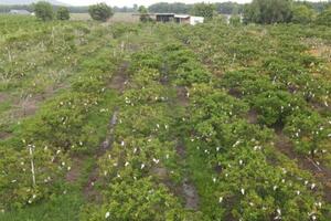 Tây Ninh có 15 mã số vùng trồng trái cây xuất khẩu