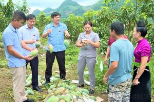 Điện Biên: Ứng dụng khoa học công nghệ nâng tầm giá trị nông sản