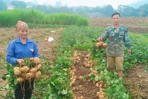 Nông dân Thái Niên thu lãi lớn từ trồng củ đậu