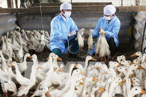 Hà Nội: Yêu cầu hạn chế chăn nuôi nhỏ lẻ trong khu dân cư