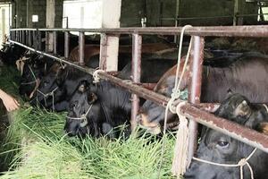 Làm giàu từ trồng cỏ và nuôi bò