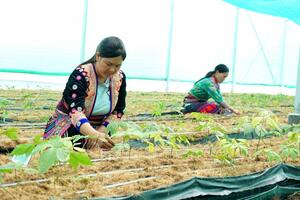 Những trái ngọt từ “vườn cây giảm nghèo”