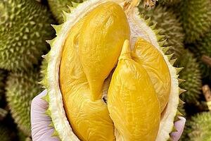 Dự báo sầu riêng sẽ chiếm ngôi vương trong các loại trái cây Việt Nam tại Trung Quốc