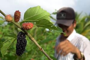 Thăm vườn dâu tằm trĩu quả của nông dân xứ Rạch Giá