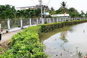 Chuyện cây mắm và hành trình giữ đất