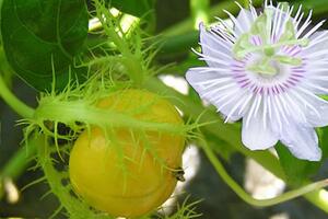 Công dụng “thần dược” của cây lạc tiên