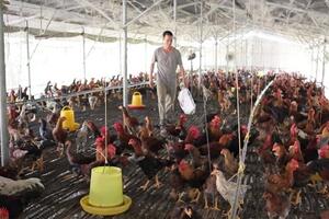 Phát triển mô hình chăn nuôi gà theo hướng VietGAHP