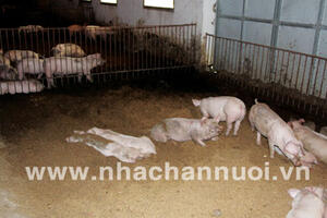 Chăn nuôi hữu cơ được giá, đắt hàng