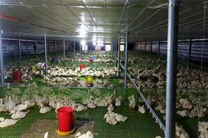 Tuân thủ kỹ thuật, chăn nuôi vịt thương phẩm hiệu quả cao