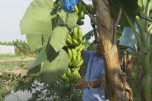 Thêm một lựa chọn cho nông dân đất phèn: Trồng chuối già Nam Mỹ