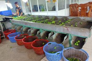 Nông dân tích cực chuyển đổi cơ cấu cây trồng, vật nuôi